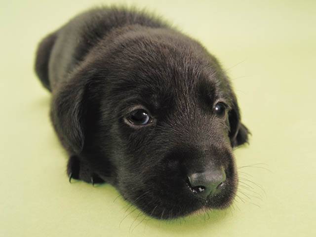 Pepsi - Labrador Retriever Mâle (7 mois)
