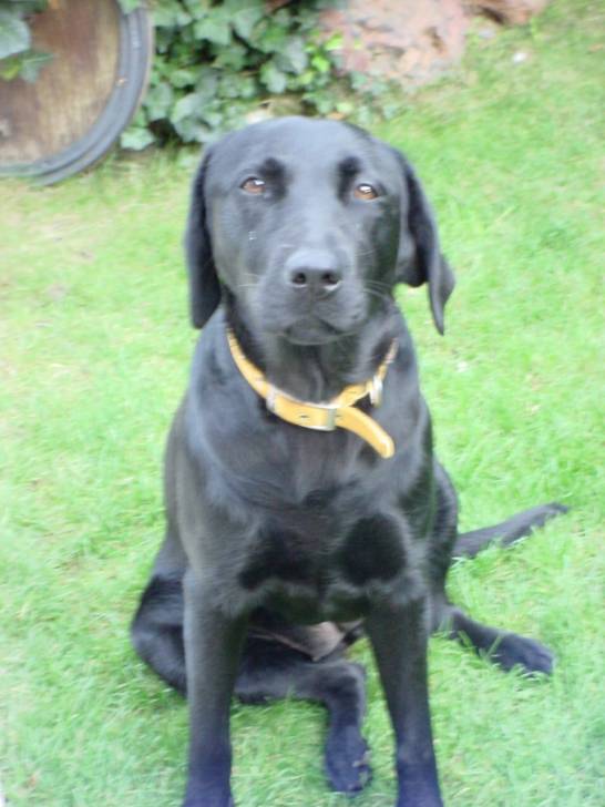 aria - Labrador Retriever (6 ans)