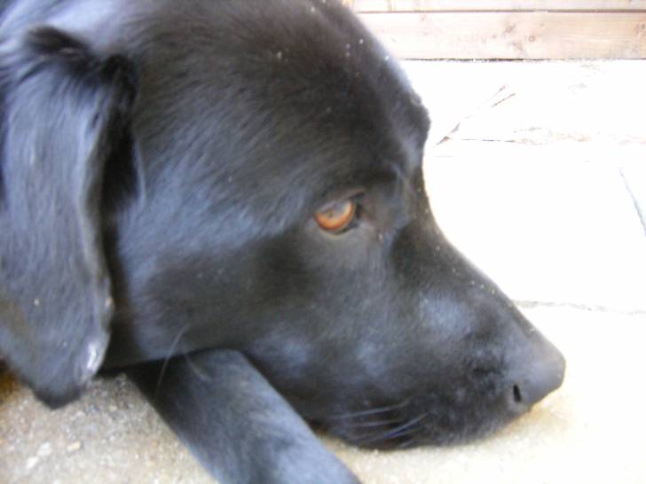 venus - Labrador Retriever (6 ans)