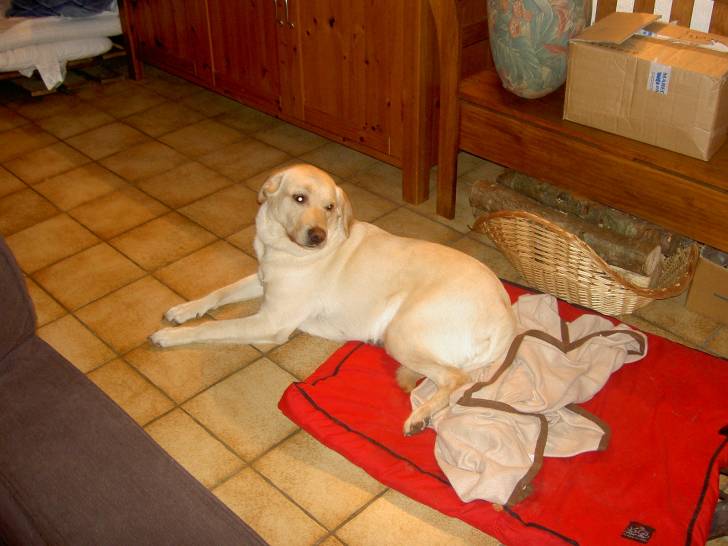 blanche - Labrador Retriever (3 ans)