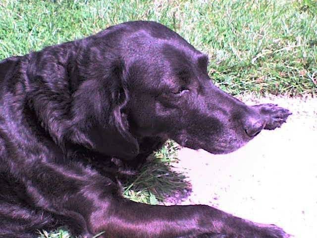 Reine - Labrador Retriever (7 ans)