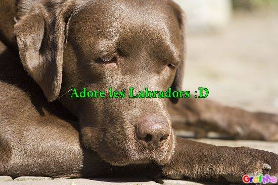 labrador - Labrador Retriever Mâle (2 ans)