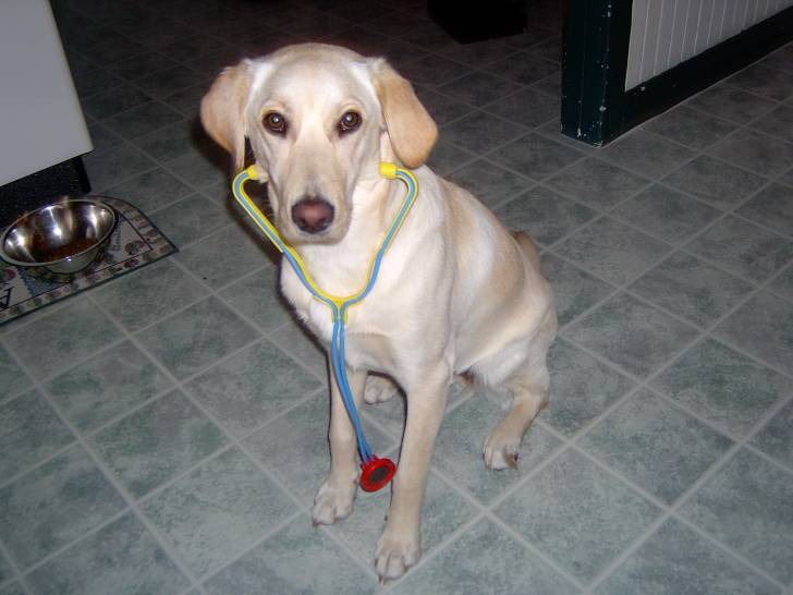 Katou - Labrador Retriever (5 ans)
