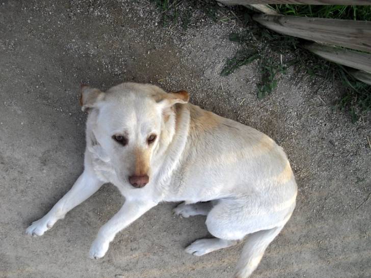 Chérie - Labrador Retriever (2 ans)