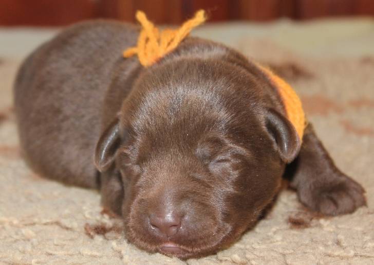 Chocolat - Labrador Retriever Mâle