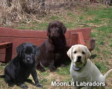 La portée 2010 de l'élevage - Labrador Retriever