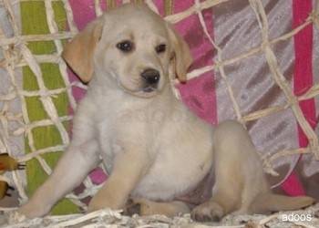 nina - Labrador Retriever (8 mois)