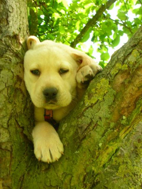 azare - Labrador Retriever Mâle (3 mois)