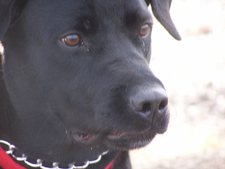 jessy - Labrador Retriever