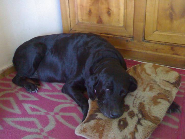 anais - Labrador Retriever (18 ans)