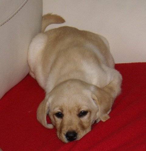 Loona - Labrador Retriever (1 an)