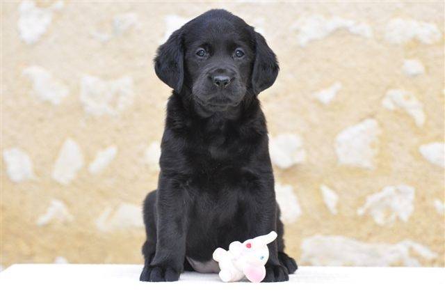 Flip Side H (Starlette) du Domaine de la Vallée de l'Andelle - Labrador Retriever (1 mois)
