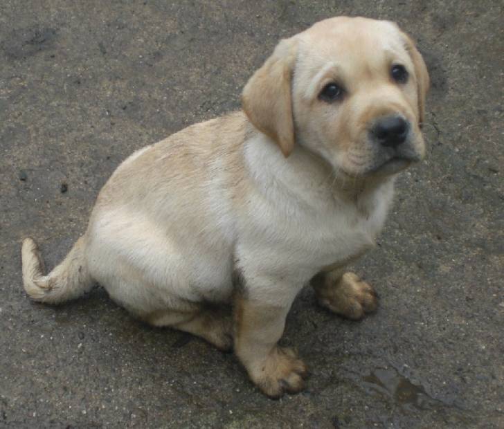 Gyver des Terres Vertes - Labrador Retriever Mâle (2 mois)
