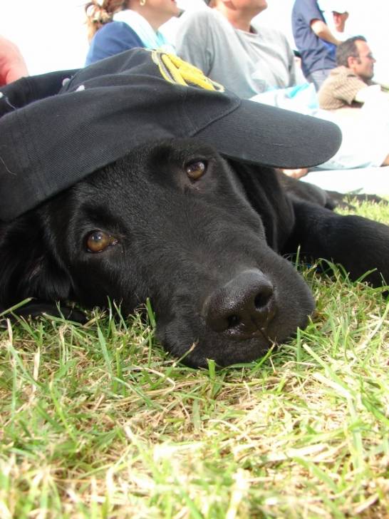 Ekiwa - Labrador Retriever (9 mois)