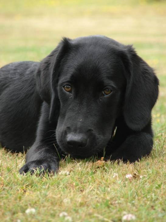 Ekiwa - Labrador Retriever (5 mois)