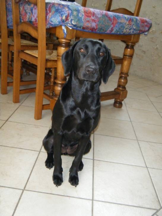 Ekiwa - Labrador Retriever (1 an)