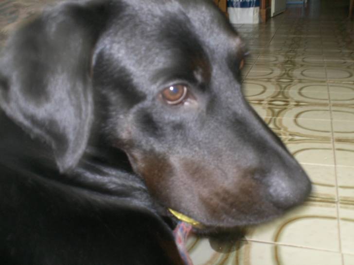 Black - Labrador Retriever Mâle (5 ans)