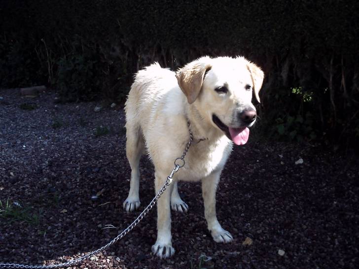 vick - Labrador Retriever Mâle (5 mois)