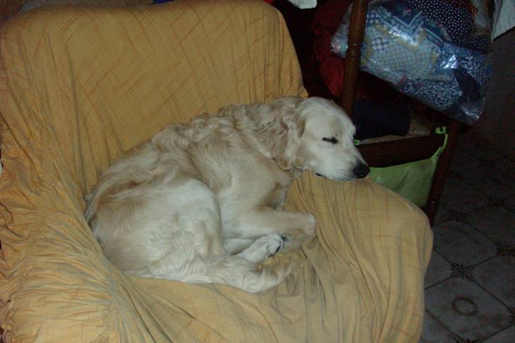 beki - Labrador Retriever Mâle (2 ans)