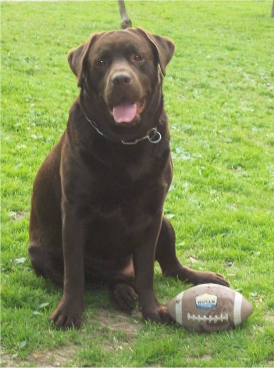 Erton - Labrador Retriever Mâle (2 ans)