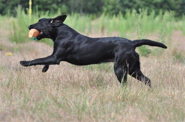 Electra King H ( Texas ) du Domaine de la Vallée de l'Andelle - Labrador Retriever (1 an)