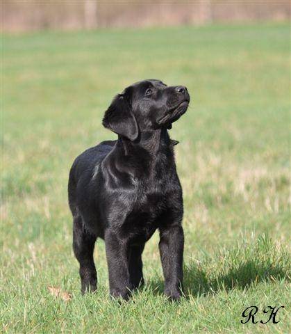 Flip Side H ( Starlette) du Domaine de la Vallée de l'Andelle - Labrador Retriever (4 mois)