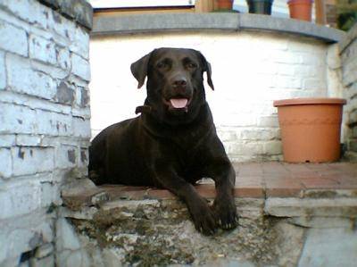 Diane - Labrador Retriever (5 ans)