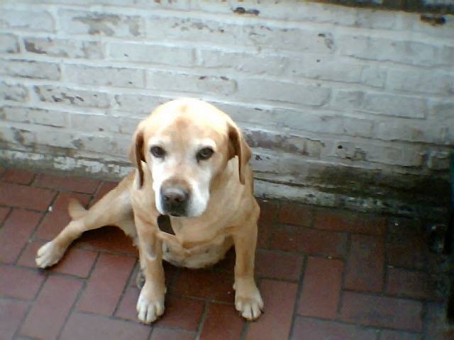Praline - Labrador Retriever (Autre)