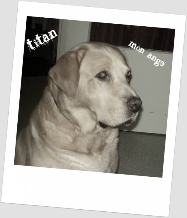 titan - Labrador Retriever Mâle (8 ans)
