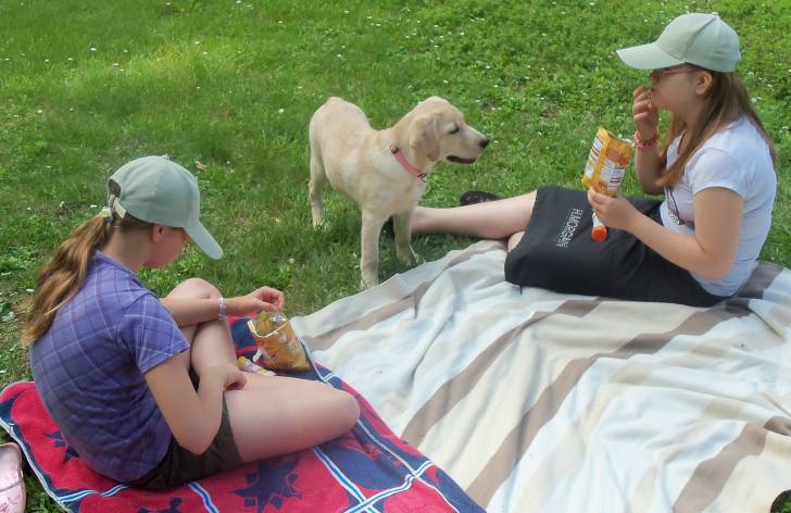 Grace - Labrador Retriever (4 mois)