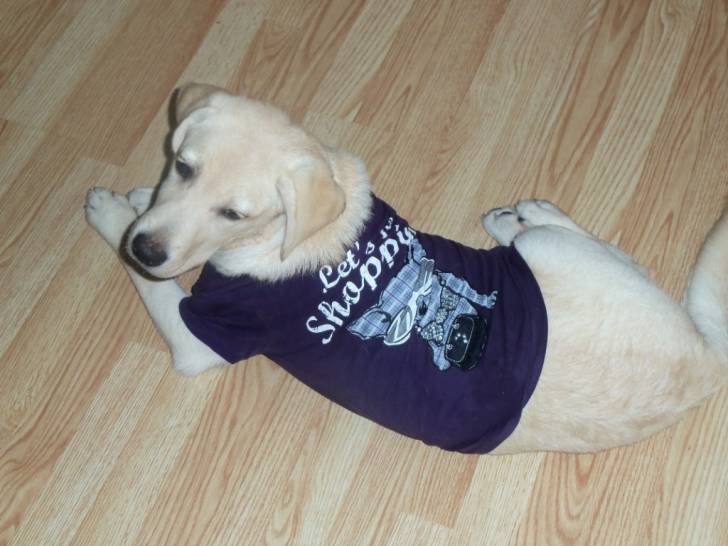 Grace - Labrador Retriever (5 mois)