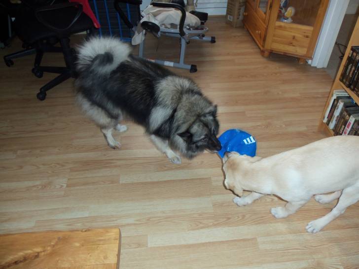 Diana et Grace - Labrador Retriever (3 ans)