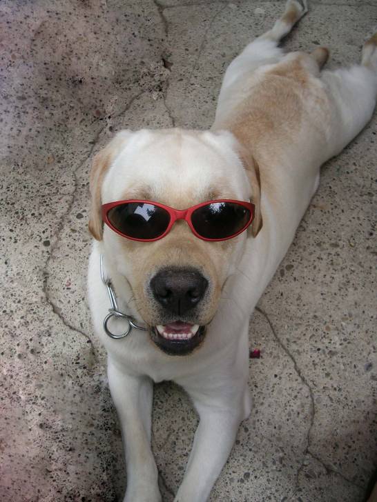 Bambou - Labrador Retriever Mâle (1 an)