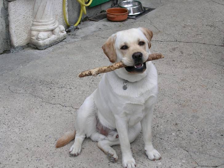 Bambou - Labrador Retriever Mâle (1 an)