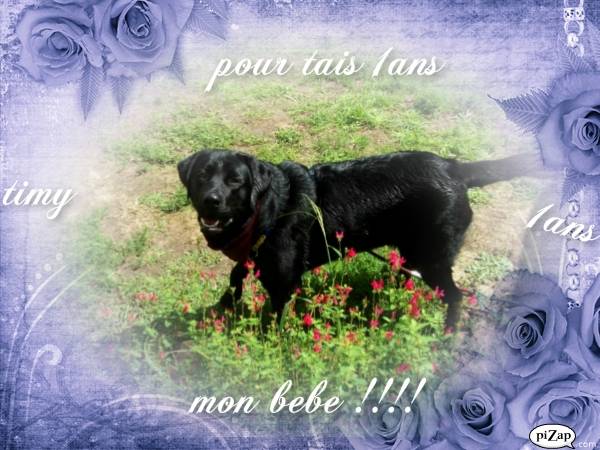 timy - Labrador Retriever Mâle (1 an)