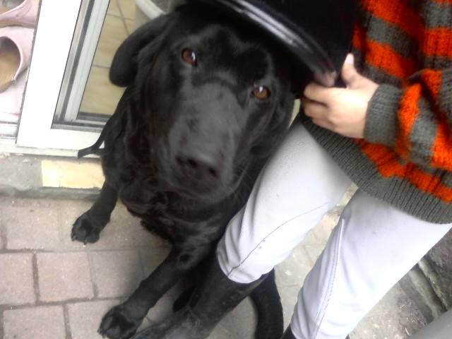 Photo Labrador Retriever (4 ans)