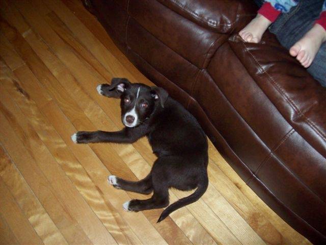 browny - Labrador Retriever Mâle (6 mois)