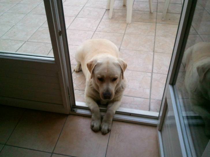 Aston - Labrador Retriever Mâle (6 ans)