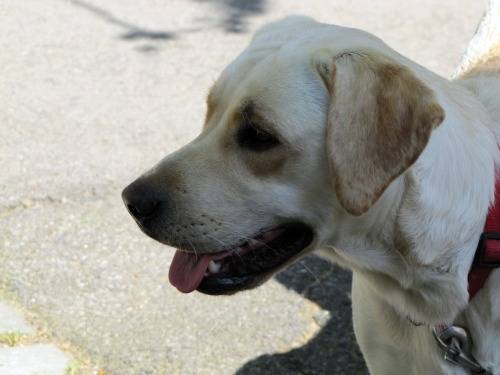 Canelle - Labrador Retriever (1 an)