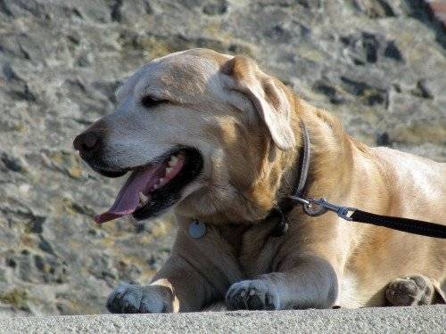 Tobby - Labrador Retriever Mâle (8 ans)