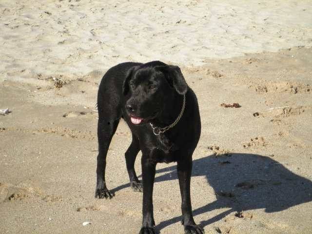 Nicka - Labrador Retriever (3 ans)