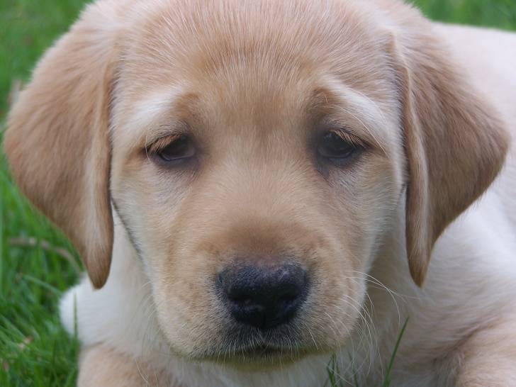 Burberry Lemon Sherbet (Fudge) - Labrador Retriever (3 ans)