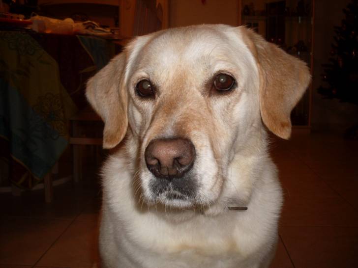 Vanille - Labrador Retriever (6 ans)