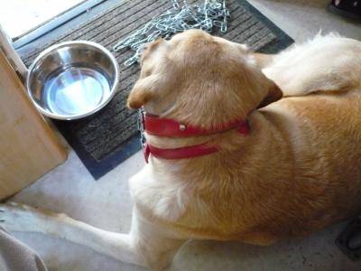 bagherra - Labrador Retriever