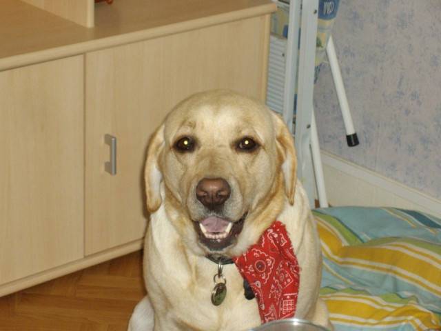 lylou - Labrador Retriever (4 ans)