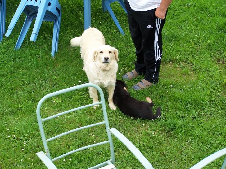 sarah - Labrador Retriever (7 ans)