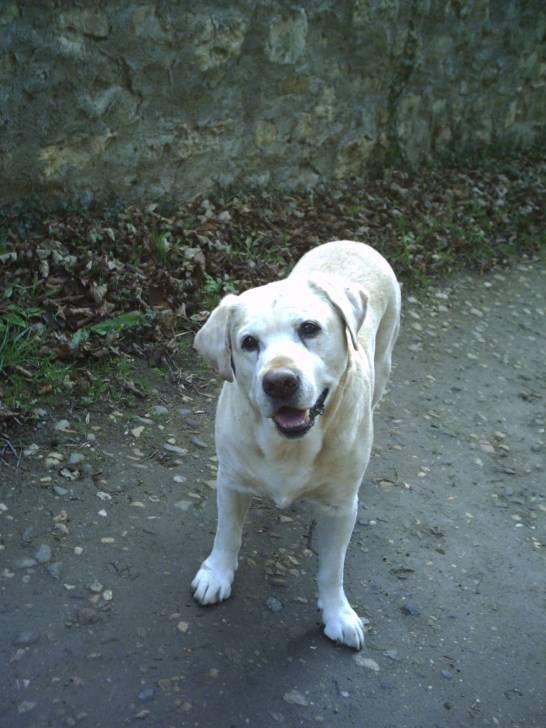 lascar - Labrador Retriever Mâle (14 ans)