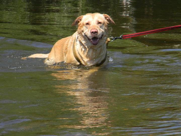 Caramel - Labrador Retriever Mâle (6 ans)
