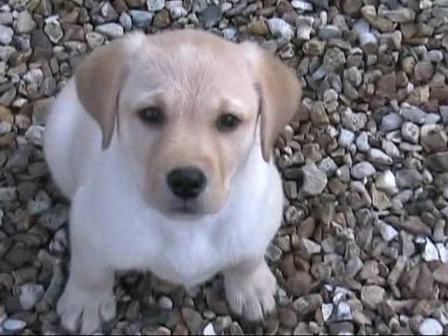 aldrid - Labrador Retriever Mâle (4 ans)