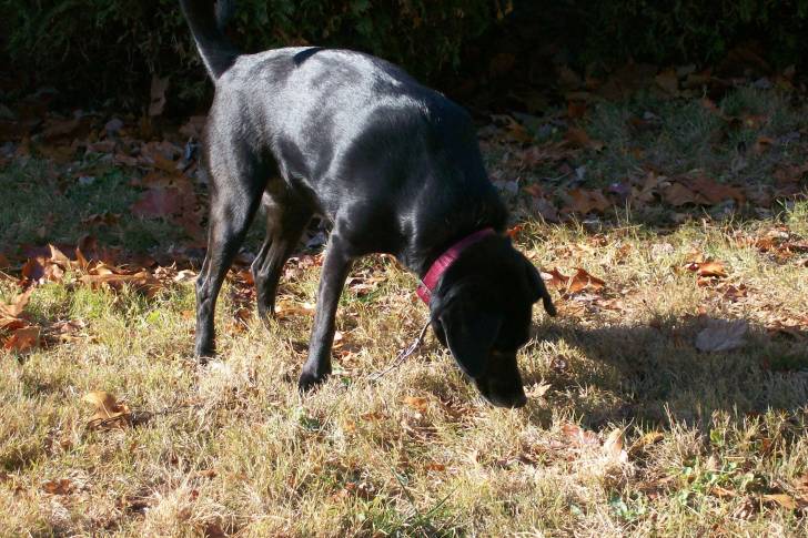 freya the dog - Labrador Retriever (6 ans)